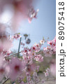 桜とゴンドラ 89075418