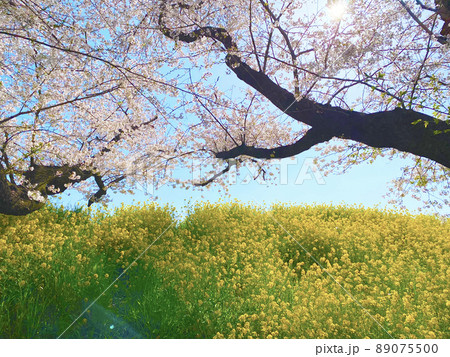 桜と菜の花 89075500