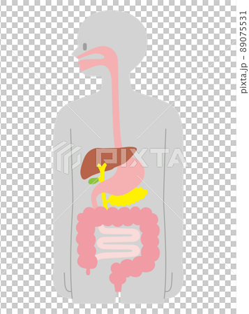 Cross section of human body / digestive organs / gray Cross section of human body / digestive organs / gray 89075531