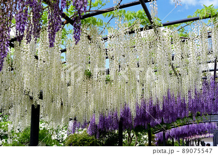 万博記念公園　白と紫の藤の花 89075547