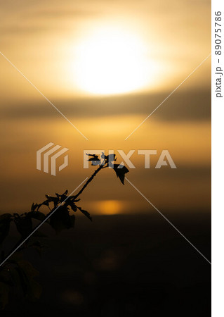 山頂付近から見た夕日に染まる枝のシルエット 89075786