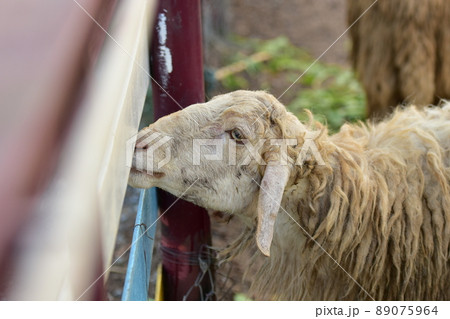 Dirty sheep in a tropical country 89075964