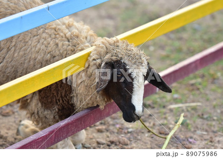Sheep head off the fence to eat. Sheep head off the fence to eat. 89075986