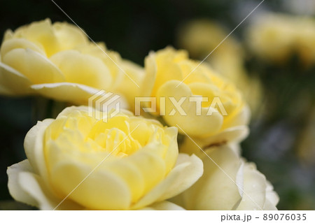 花びらがクローズアップされた、華やかに咲いたばらの花 89076035