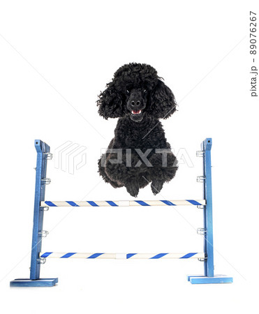 poodle in studio poodle in studio 89076267