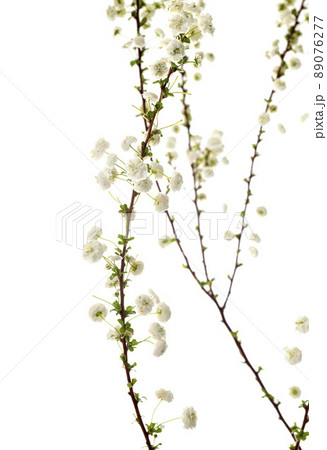 Spiraea prunifolia in studio 89076277