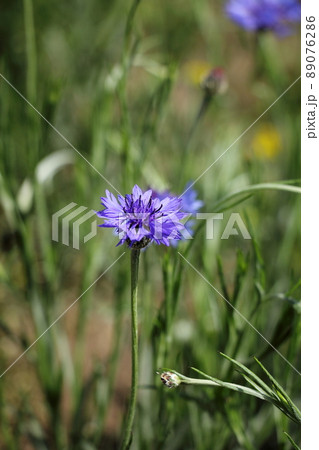 ヤグルマソウ ヤグルマソウ 89076286