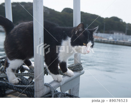 田代島の猫　宮城県石巻市 89076523