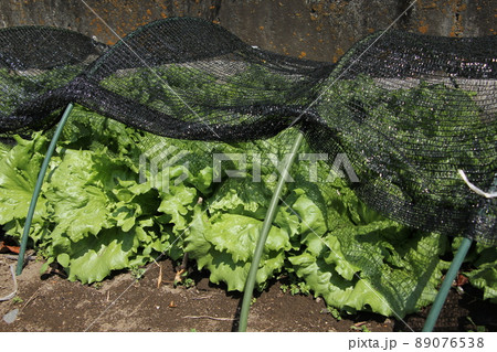 レタスの栽培 89076538