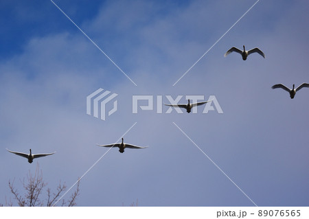 頭上を通過する冬の白鳥 89076565