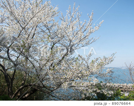 戸坂の桜　和歌山県海南市 89076664