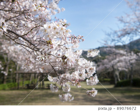 亀池公園の桜 和歌山県海南市 亀池公園の桜 和歌山県海南市 89076672