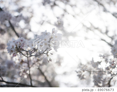 亀池公園の桜 和歌山県海南市 亀池公園の桜 和歌山県海南市 89076673