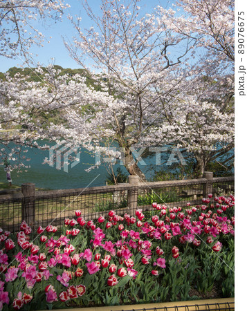 亀池公園の桜とチューリップ 和歌山県海南市 亀池公園の桜とチューリップ 和歌山県海南市 89076675
