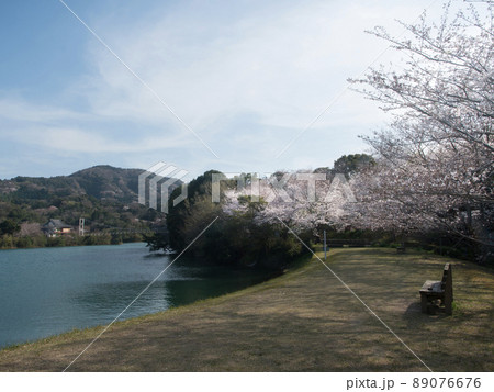 亀池公園の桜　和歌山県海南市 89076676