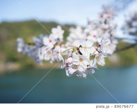 亀池公園の桜　和歌山県海南市 89076677