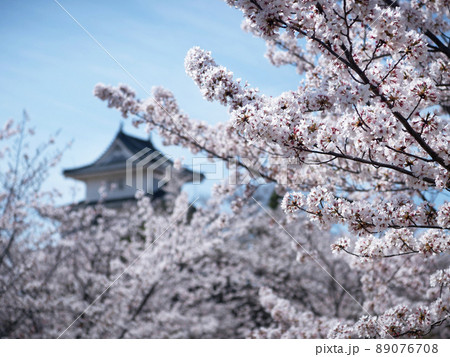 丸亀城跡の桜 香川県丸亀市 丸亀城跡の桜 香川県丸亀市 89076708