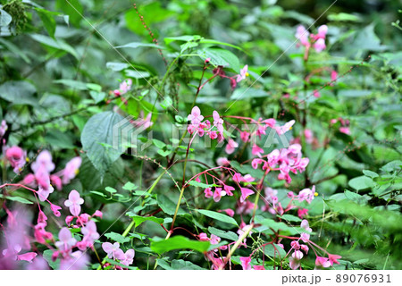 花の宝庫高尾山 花の宝庫高尾山 89076931
