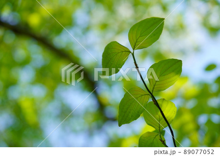 若いハナミズキの青葉の背景素材 89077052