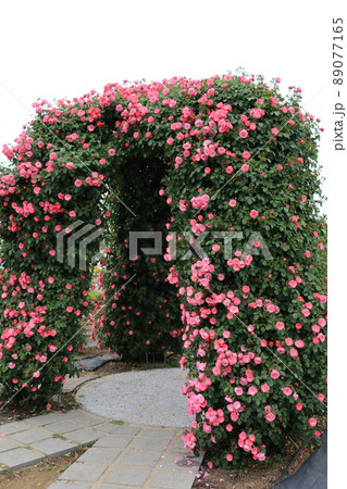 きれいに咲いたばらの花のアーチ きれいに咲いたばらの花のアーチ 89077165