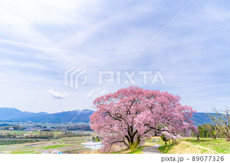 南信州・上ノ平城跡の一本桜【長野県】 89077326