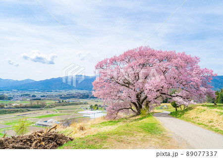南信州・上ノ平城跡の一本桜【長野県】 89077337