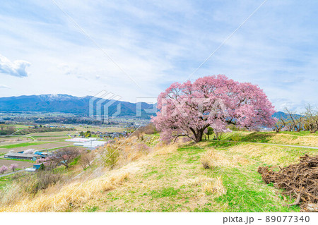 南信州・上ノ平城跡の一本桜【長野県】 89077340