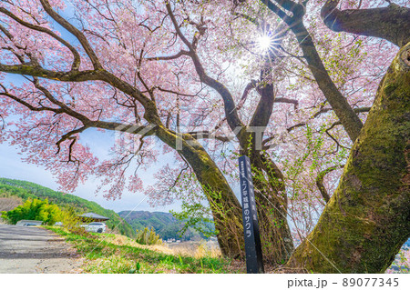 南信州・上ノ平城跡の一本桜【長野県】 89077345
