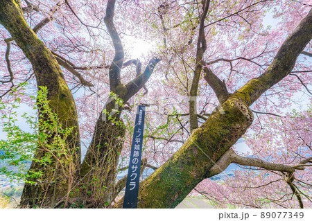 南信州・上ノ平城跡の一本桜【長野県】 南信州・上ノ平城跡の一本桜【長野県】 89077349