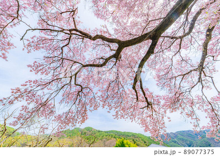 南信州・上ノ平城跡の一本桜【長野県】 89077375