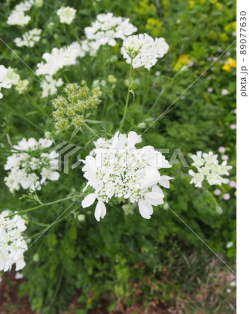 白いキレイな野草(アジョワン) 白いキレイな野草(アジョワン) 89077630