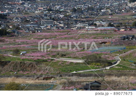 勝沼ぶどうの丘から桃畑と勝沼市街地 勝沼ぶどうの丘から桃畑と勝沼市街地 89077675
