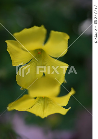黄色い花オキザリス 89077737