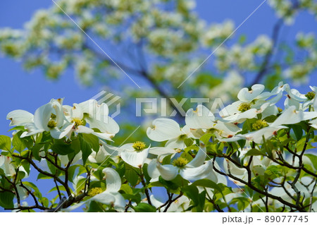 爽やかな白いハナミズキ 89077745