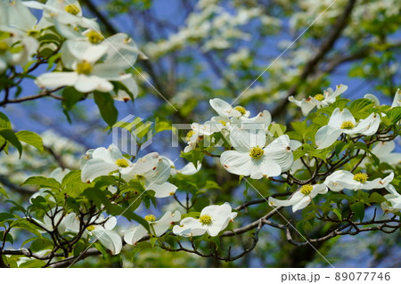 爽やかな白いハナミズキ 89077746