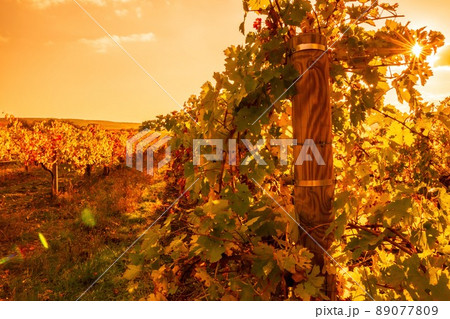 Bright autumn red orange yellow grapevine leaves at vineyard in warm sunset sunlight. Beautiful clusters of ripening grapes. Winemaking and organic fruit gardening. Close up. Selective focus. Bright autumn red orange yellow grapevine leaves at vineyard in warm sunset sunlight. Beautiful clusters of ripening grapes. Winemaking and organic fruit gardening. Close up. Selective focus. 89077809