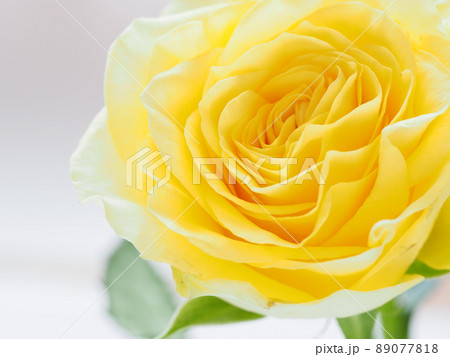 黄色いバラの花 黄色いバラの花 89077818