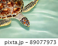 Green Sea Turtle swimming in crystal clear waters 89077973