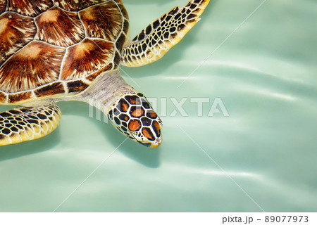 Green Sea Turtle swimming in crystal clear waters 89077973