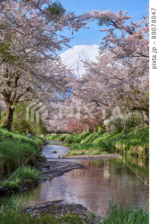 忍野の新名川の桜並木と富士山 忍野八海 忍野の新名川の桜並木と富士山 忍野八海 89078047