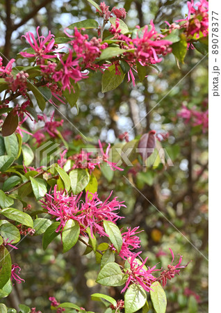 樹木:バニバナトキワマンサク マンサク科 樹木:バニバナトキワマンサク マンサク科 89078377