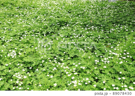 春の花　二輪草（ニリンソウ）　 89078430