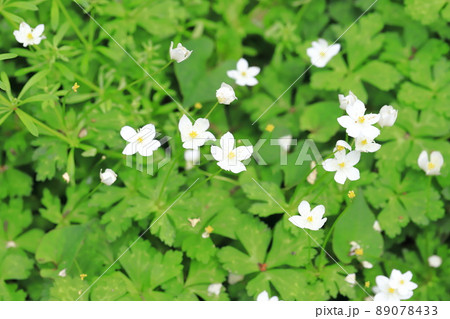 春の花　二輪草（ニリンソウ）　 89078433