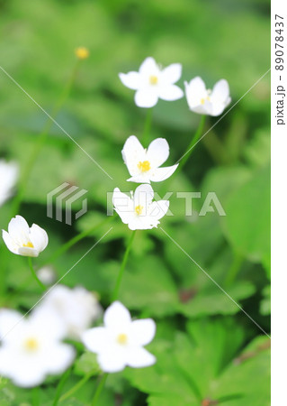 春の花　二輪草（ニリンソウ）　 89078437