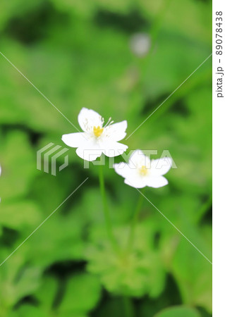 春の花 二輪草 ニリンソウ の写真素材