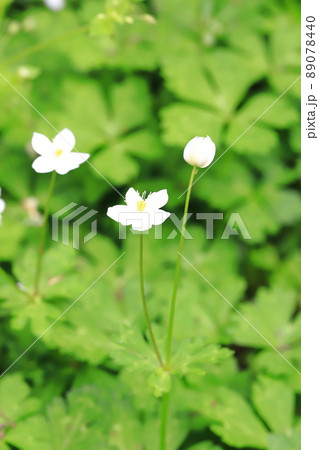 春の花 二輪草 ニリンソウ の写真素材