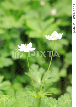 春の花　二輪草（ニリンソウ）　 89078441