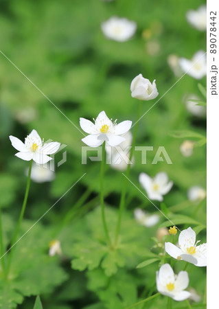 春の花　二輪草（ニリンソウ）　 89078442