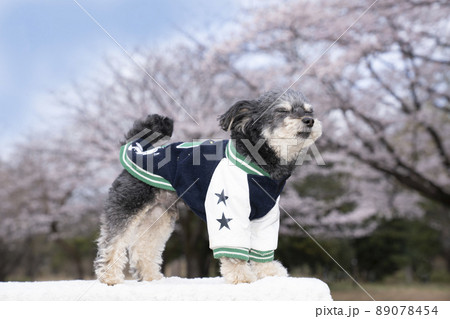 桜とスタジアムジャンバーを着たチワプーのコハク 89078454