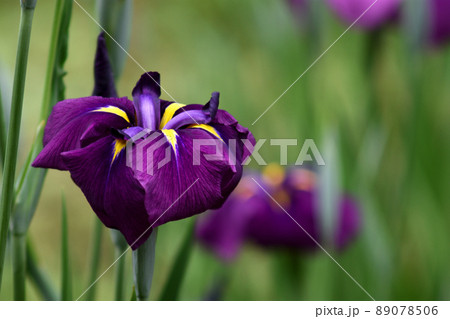 梅雨空や雨の中でもひときわ華やかに咲き誇る花菖蒲 梅雨空や雨の中でもひときわ華やかに咲き誇る花菖蒲 89078506